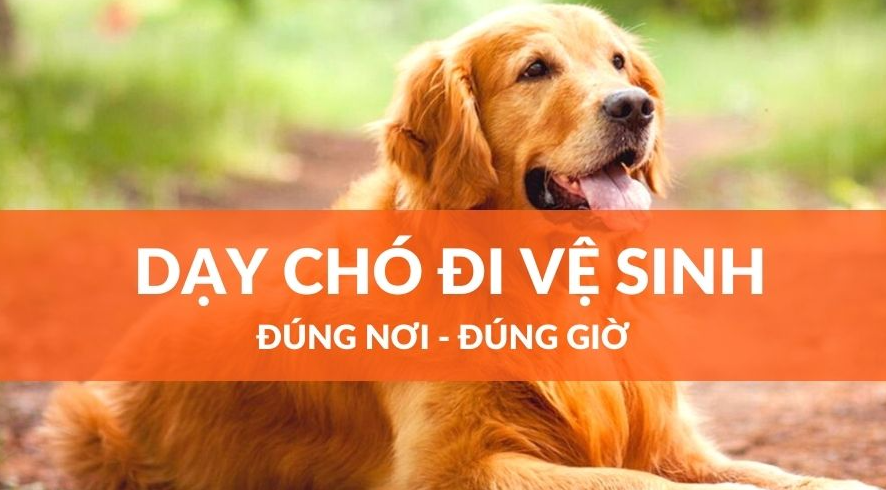 cach-day-cho-di-ve-sinh-dung-cho-12