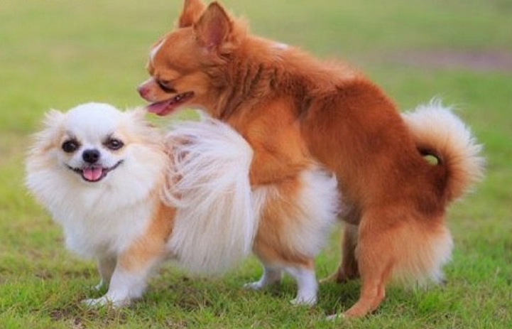 chó có bầu mấy tháng đẻ