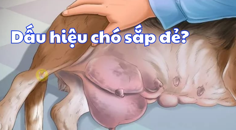 cho-co-bau-may-thang-de-6