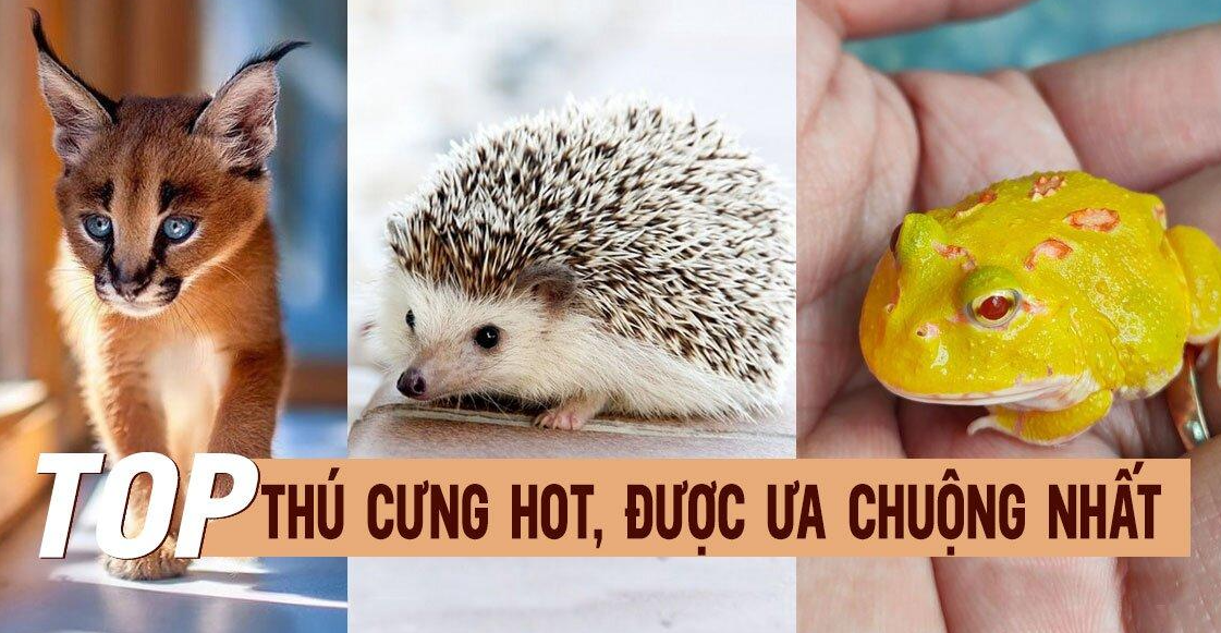 thu-cung-de-nuoi-2