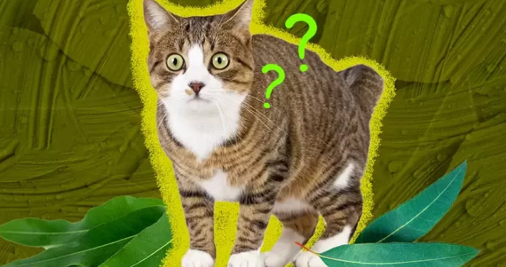 co-nen-boi-dau-gio-cho-meo-4