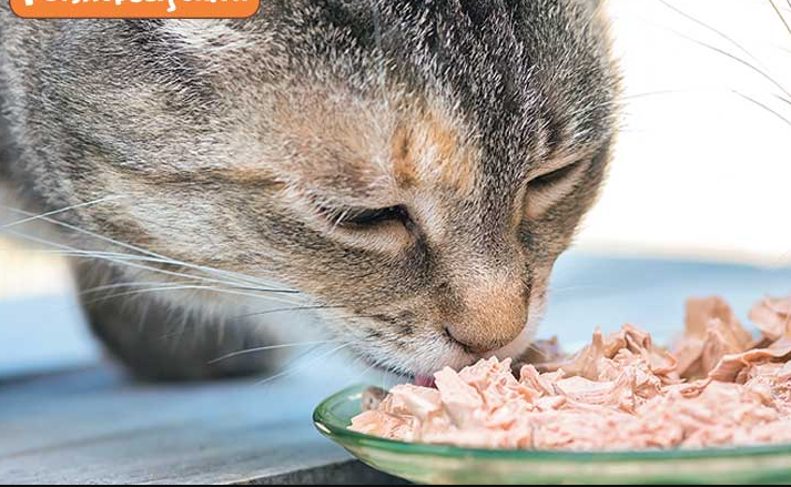 meo-con-co-an-duoc-pate-cua-nguoi-khong-1