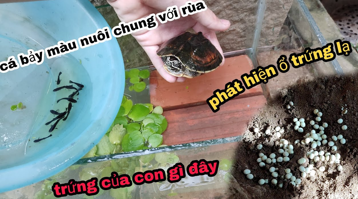 nuoi-rua-chung-voi-ca-bay-mau-duoc-khong-3
