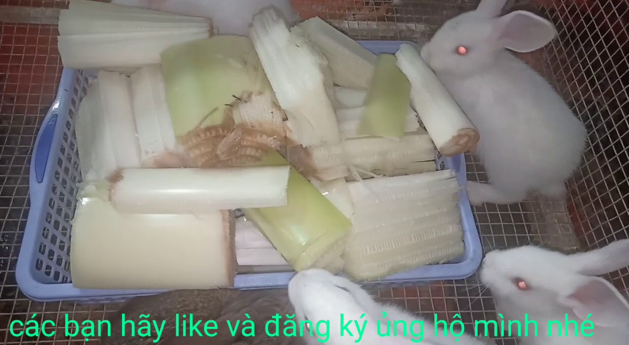 tho-an-chuoi-duoc-khong-1