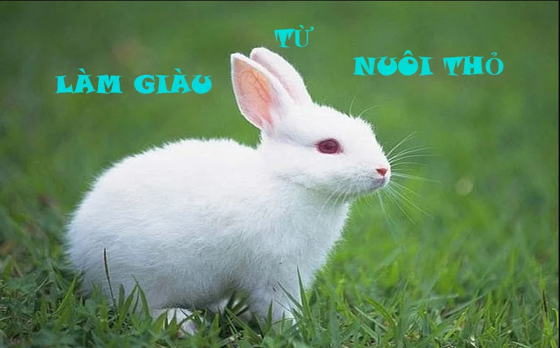 Thức ăn thô xanh là loại thức ăn chính của thỏ