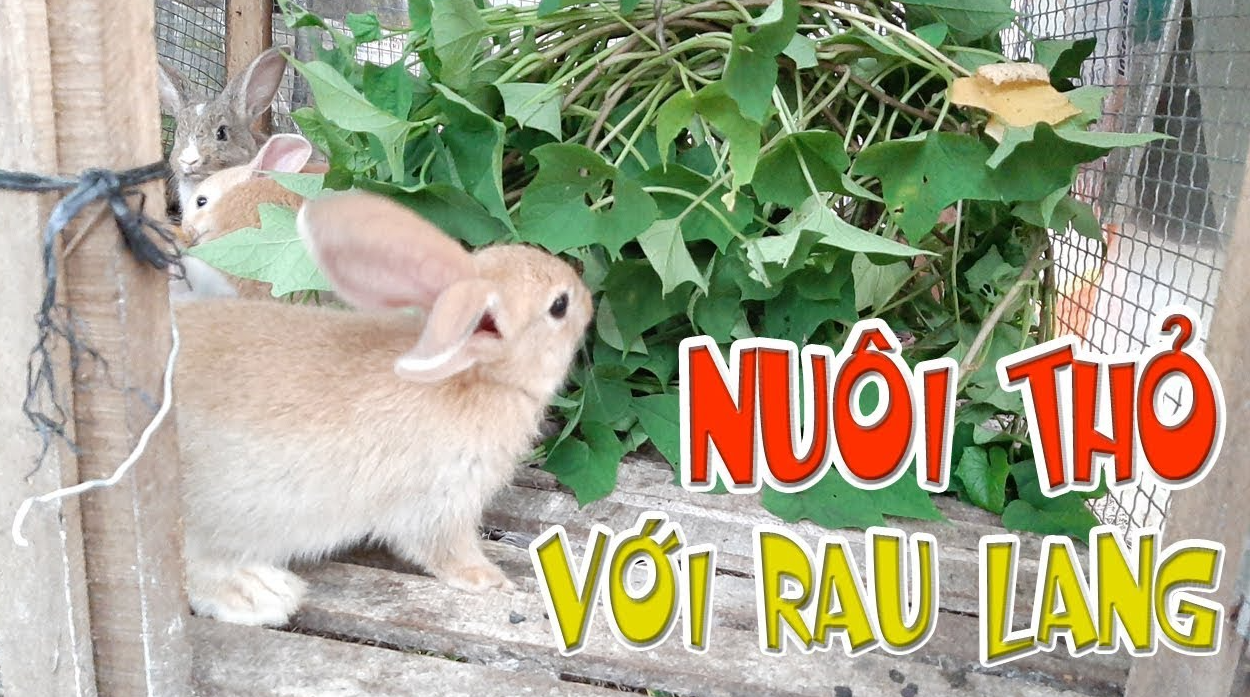 tho-an-rau-lang-duoc-khong-1