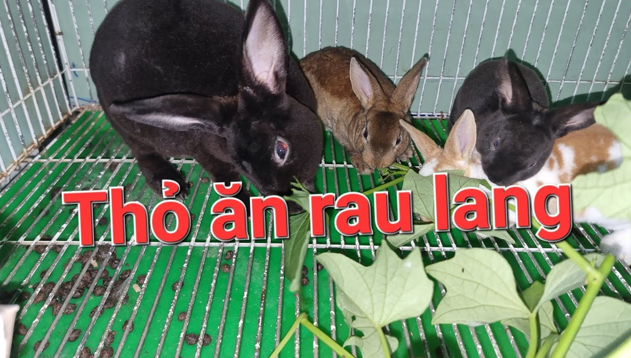 tho-an-rau-lang-duoc-khong-2