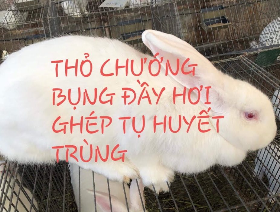 tho-bi-chuong-bung-2