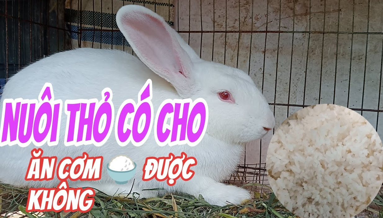 tho-co-an-com-duoc-khong-1