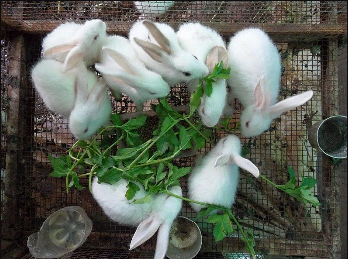 tho-co-an-duoc-rau-ngot-khong-3