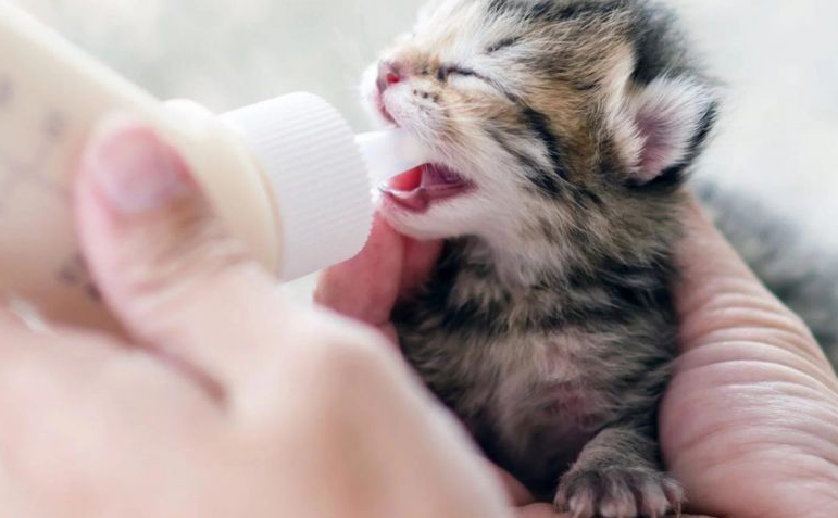 cho-meo-uong-yakult-duoc-khong-5