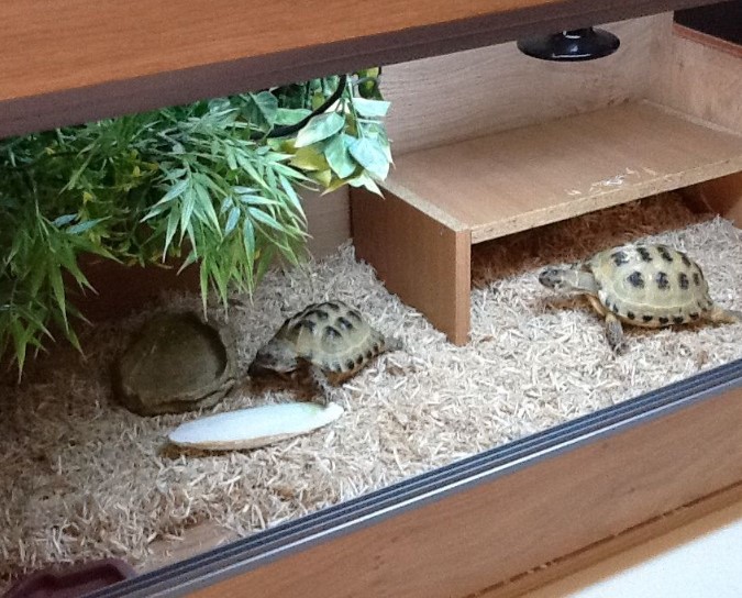 nuoi-rua-sulcata-co-bi-cam-khong